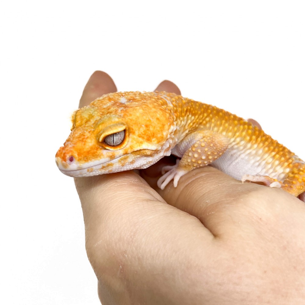Eublepharis macularius "Sunglow" - Gecko léopard