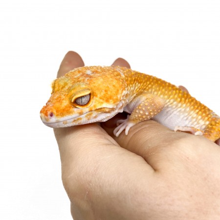 Eublepharis macularius "Sunglow" - Gecko léopard