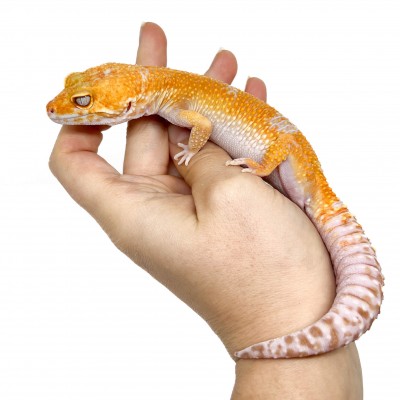 Eublepharis macularius "Sunglow" - Gecko léopard