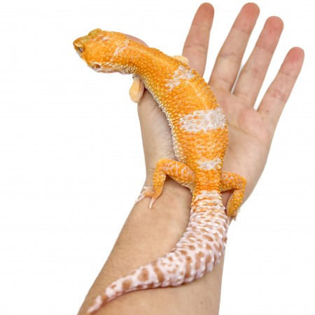 Eublepharis macularius "Sunglow" - Gecko léopard