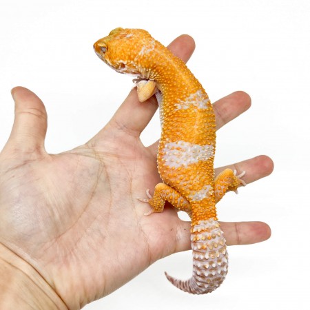 Eublepharis macularius "Sunglow" - Gecko léopard