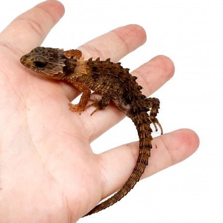 Tribolonotus novaeguineae - Scinque crocodile