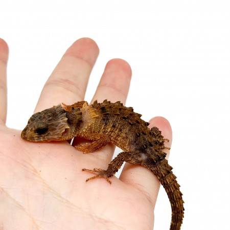 Tribolonotus novaeguineae - Scinque crocodile