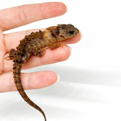 Tribolonotus novaeguineae - Scinque crocodile