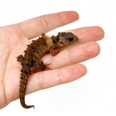 Tribolonotus novaeguineae - Scinque crocodile