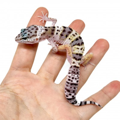 Eublepharis macularius "Snow" - Gecko léopard