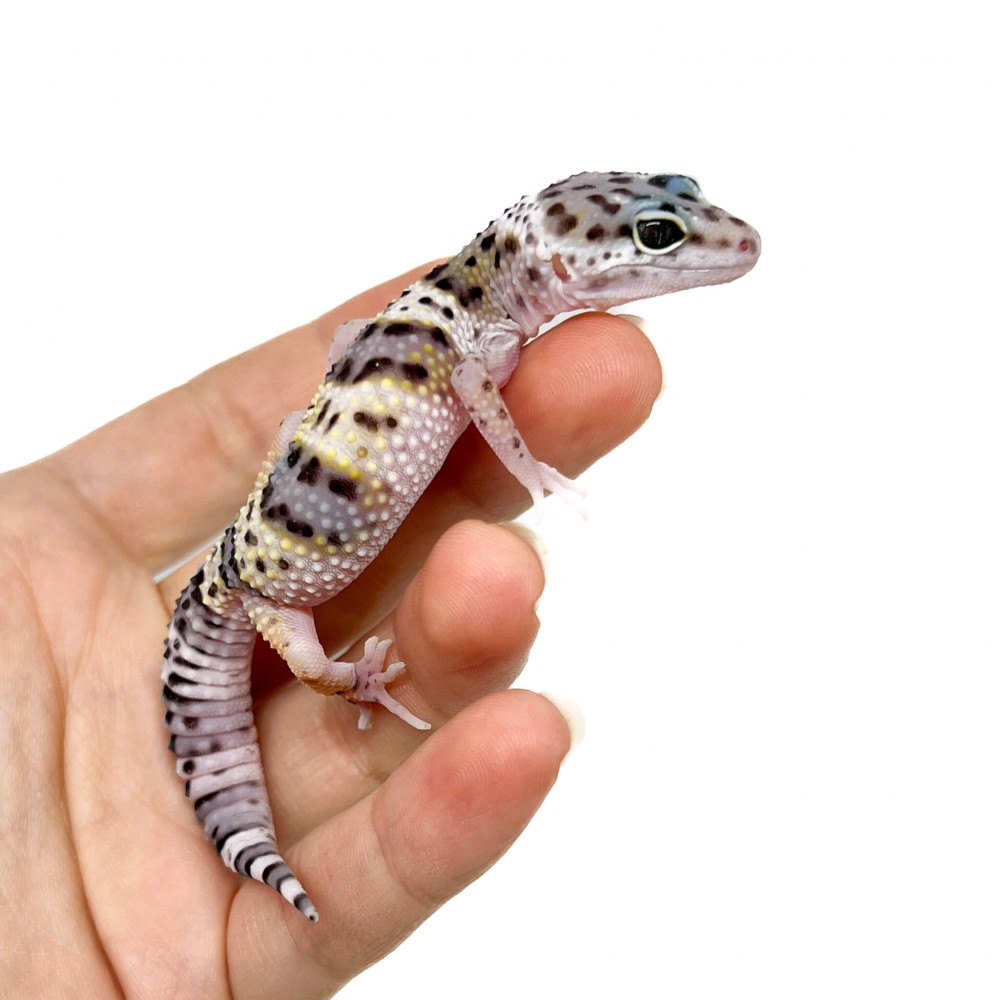 Eublepharis macularius "Snow" - Gecko léopard