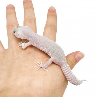 Eublepharis macularius "Blizzard" - Gecko léopard