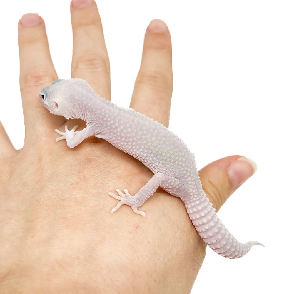 Eublepharis macularius "Blizzard" - Gecko léopard