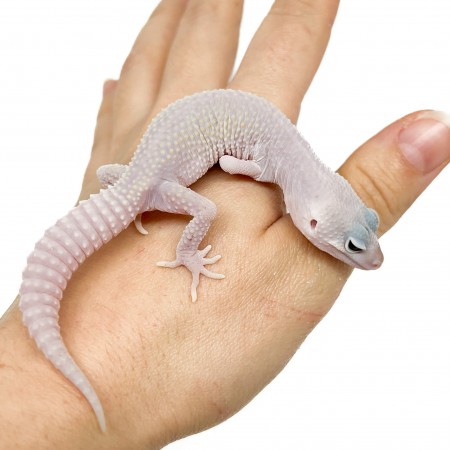 Eublepharis macularius "Blizzard" - Gecko léopard
