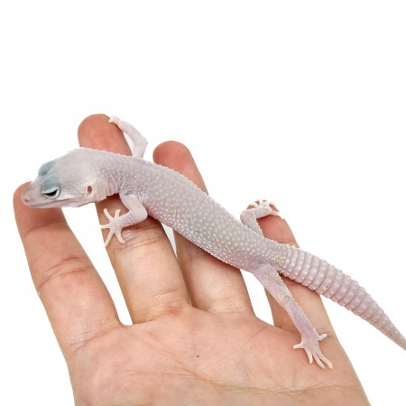 Eublepharis macularius "Blizzard" - Gecko léopard