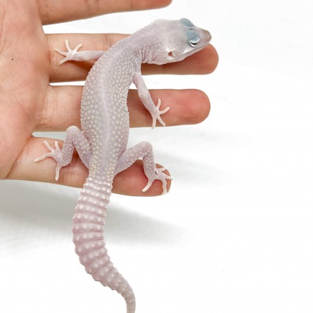 Eublepharis macularius "Blizzard" - Gecko léopard