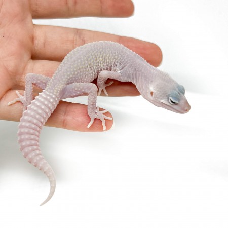 Eublepharis macularius "Blizzard" - Gecko léopard
