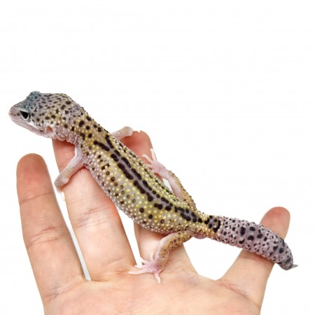 Eublepharis macularius "Snow Eclipse Reverse Stripe" - Gecko léopard