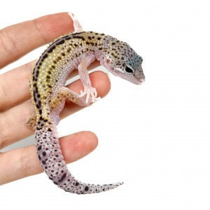 Eublepharis macularius...