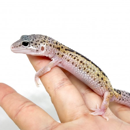 Eublepharis macularius "Snow Eclipse Reverse Stripe" - Gecko léopard