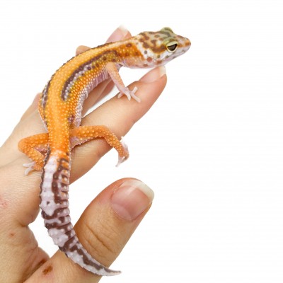 Eublepharis macularius "Stripe Albinos" - Gecko léopard