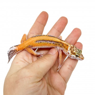 Eublepharis macularius "Stripe Albinos" - Gecko léopard