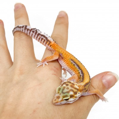 Eublepharis macularius "Stripe Albinos" - Gecko léopard