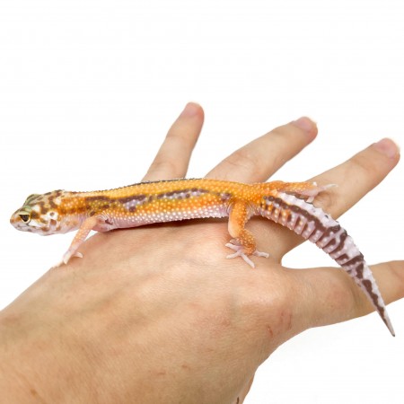 Eublepharis macularius "Stripe Albinos" - Gecko léopard