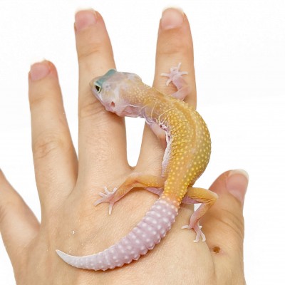 Eublepharis macularius "Murphy" - Gecko léopard