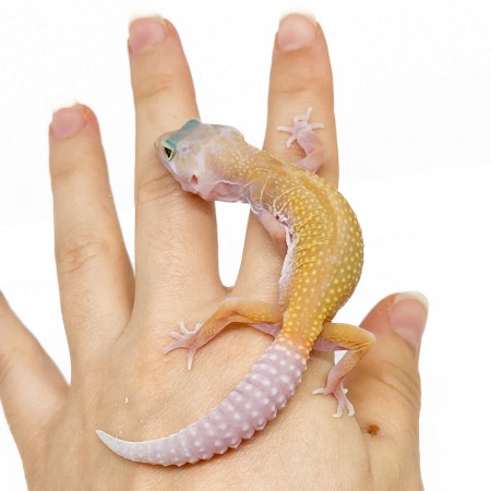 Eublepharis macularius "Murphy" - Gecko léopard