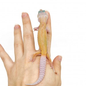 Eublepharis macularius...