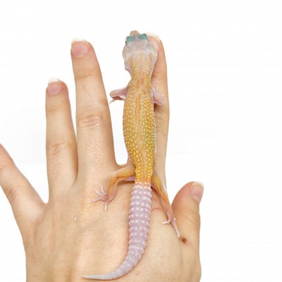 Eublepharis macularius "Murphy" - Gecko léopard