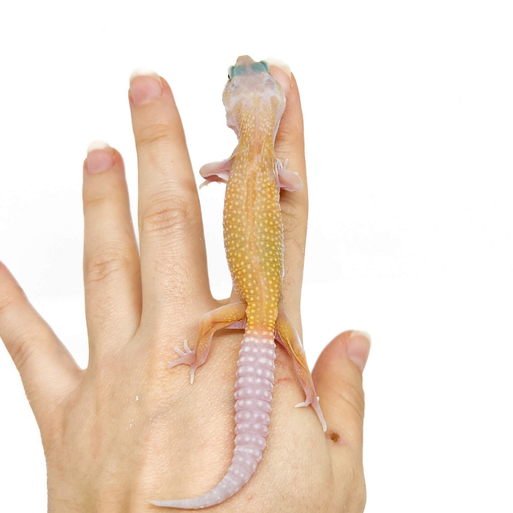 Eublepharis macularius "Murphy" - Gecko léopard