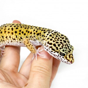 Eublepharis macularius...