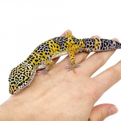 Eublepharis macularius - Gecko léopard