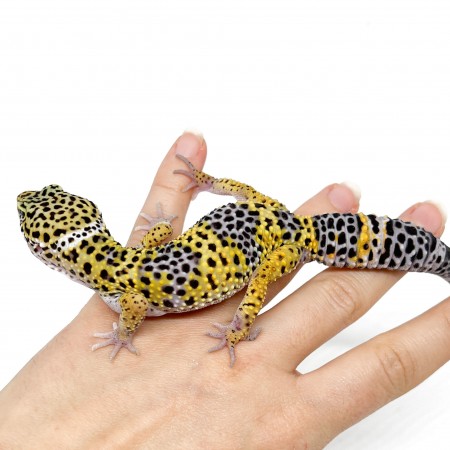 Eublepharis macularius - Gecko léopard