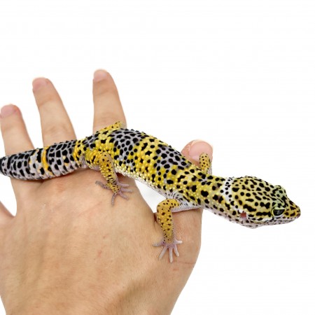 Eublepharis macularius - Gecko léopard
