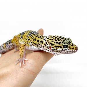 Eublepharis macularius -...