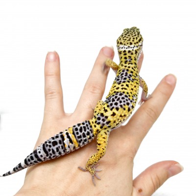 Eublepharis macularius - Gecko léopard