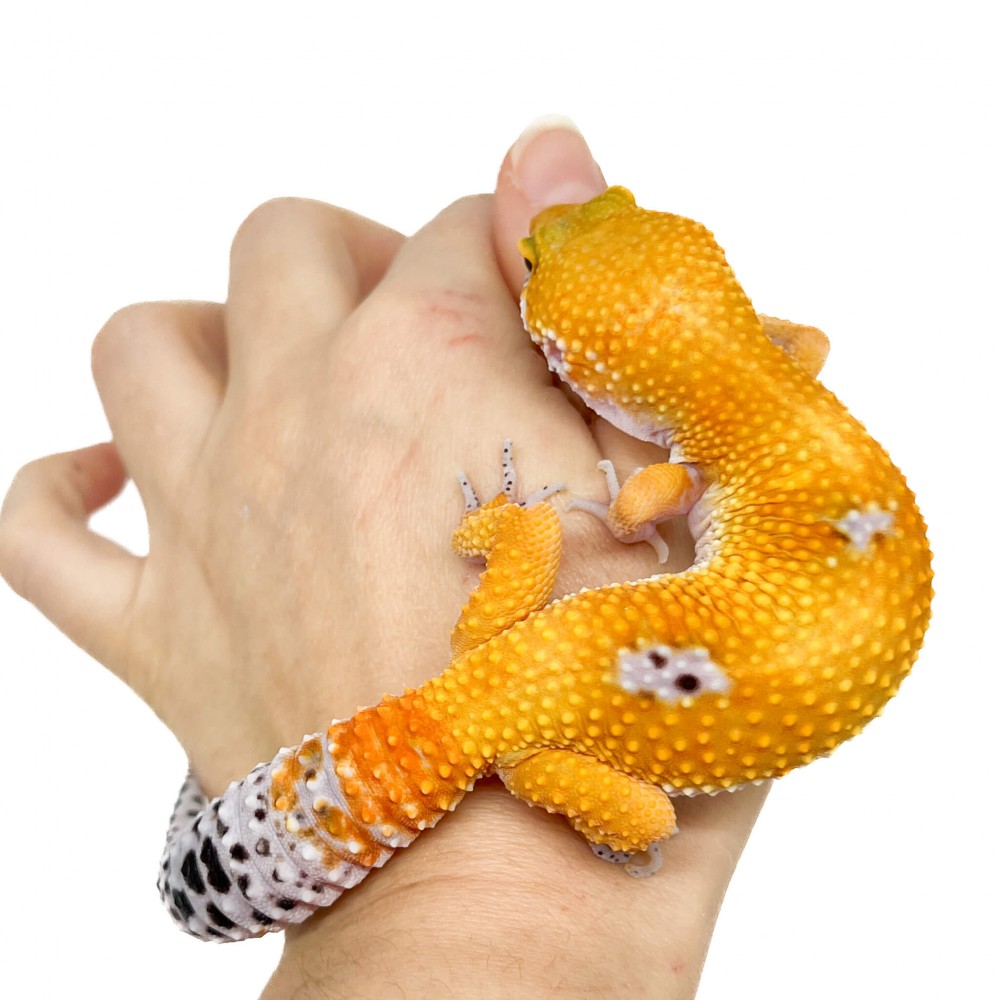 Eublepharis macularius "Super hypo tangerine" - Gecko léopard
