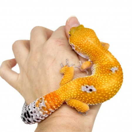 Eublepharis macularius "Super hypo tangerine" - Gecko léopard