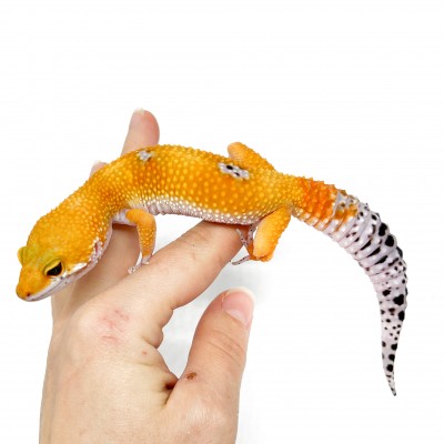 Eublepharis macularius "Super hypo tangerine" - Gecko léopard