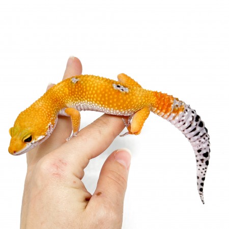 Eublepharis macularius "Super hypo tangerine" - Gecko léopard