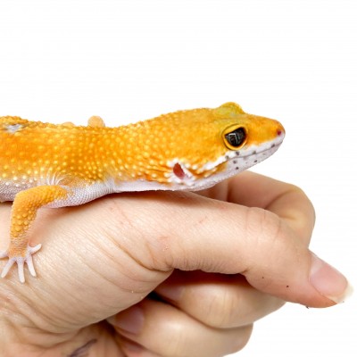 Eublepharis macularius "Super hypo tangerine" - Gecko léopard