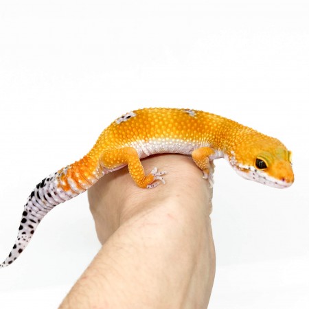 Eublepharis macularius "Super hypo tangerine" - Gecko léopard