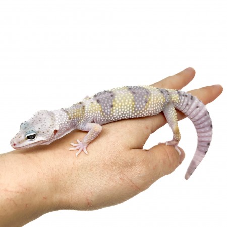 Eublepharis macularius montanus - Gecko léopard