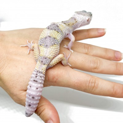 Eublepharis macularius montanus - Gecko léopard