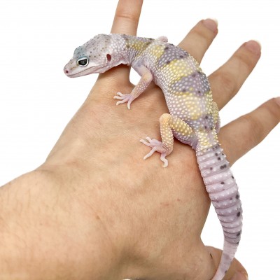 Eublepharis macularius montanus - Gecko léopard