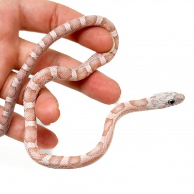 Pantherophis guttatus "Coral Ghost Sunkissed Motley" - Serpent des blés