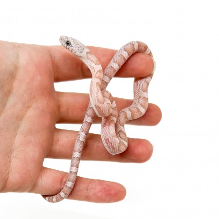 Pantherophis guttatus "Coral Ghost Sunkissed Motley" - Serpent des blés