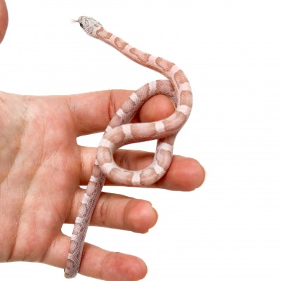 Pantherophis guttatus "Coral Ghost Sunkissed Motley" - Serpent des blés