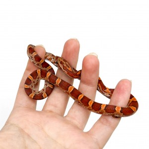 Pantherophis guttatus -...