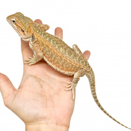 Pogona vitticeps "Genetic Stripe" Subadulte - Agame barbu