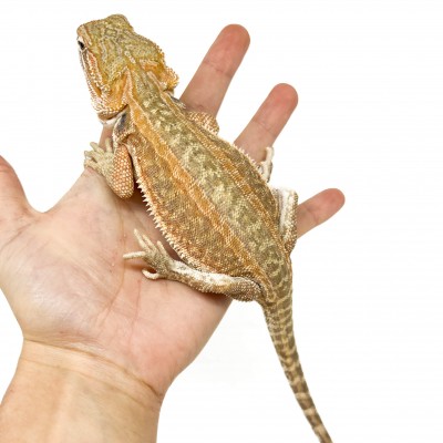 Pogona vitticeps "Genetic Stripe" Subadulte - Agame barbu